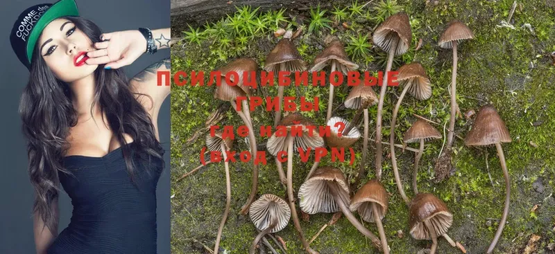 купить закладку  Тавда  Галлюциногенные грибы Psilocybe 